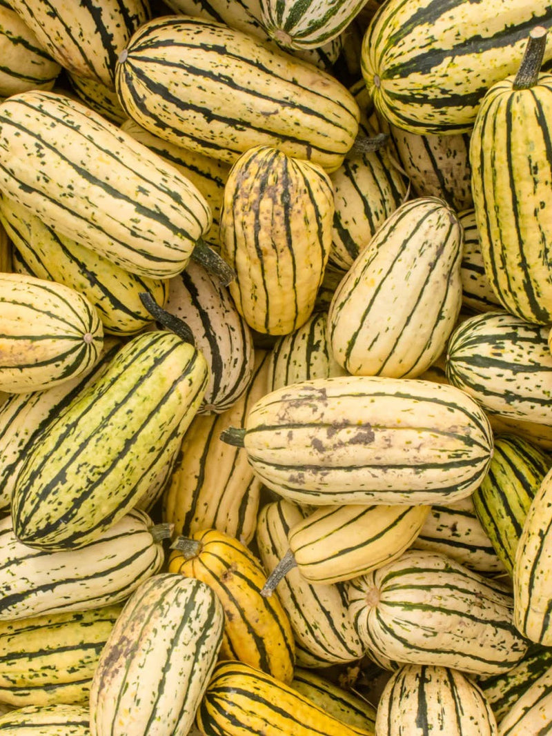 ORGANIC DELICATA SQUASH SEEDLING <br> شتلات قرع ديليكاتا العضوية