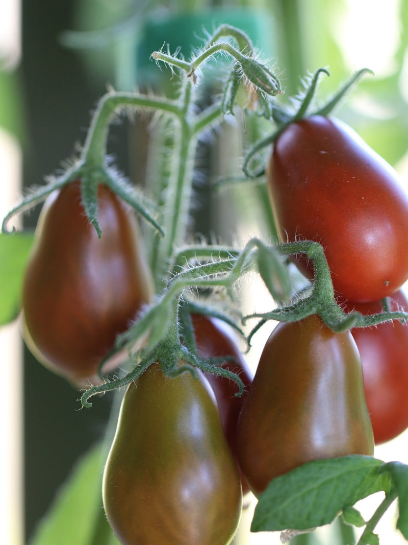 ORGANIC CHOCOLATE PEAR TOMATO SEEDLING<br>شتلات الطماطم شوكليت بير العضوية