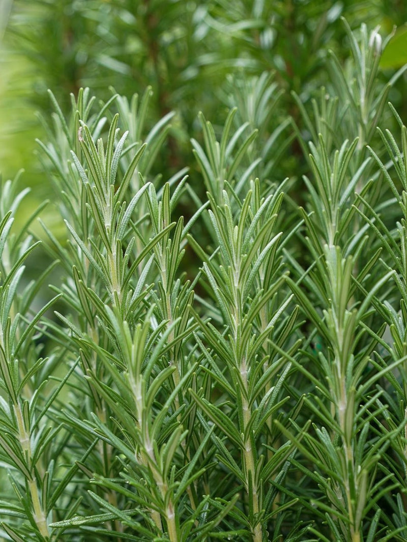ORGANIC ROSEMARY SEEDLING <br>شتلات الروزماري العضوية