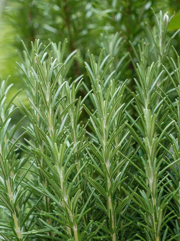 ORGANIC ROSEMARY SEEDLINGS