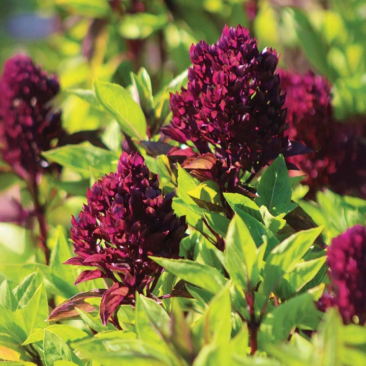 ORGANIC CARDINAL BASIL SEEDLING <BR>شتلات ريحان الكاردينال العضوي
