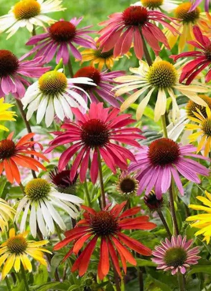ECHINACEA NARROW LEAVED MIX SEEDLING <br>شتلات زهور الأكنيشيا نارو ليفد مكس