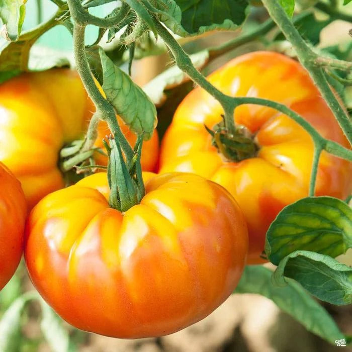 ORGANIC PINEAPPLE TOMATO SEEDLING