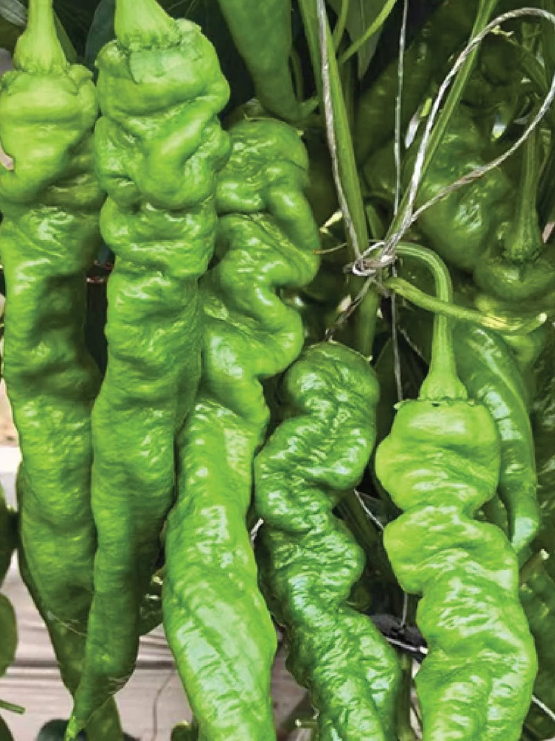 ORGANIC SPICY SPIRAL CHILI SEEDLING <br> شتلات فلفل سبايرال الحار العضوية