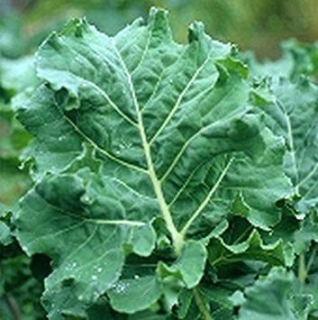 ORGANIC KALE SEEDLING<BR>شتلات الكيل العضوية