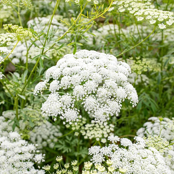 AMMI FLOWER SEEDS <br> بذور زهور الآمي