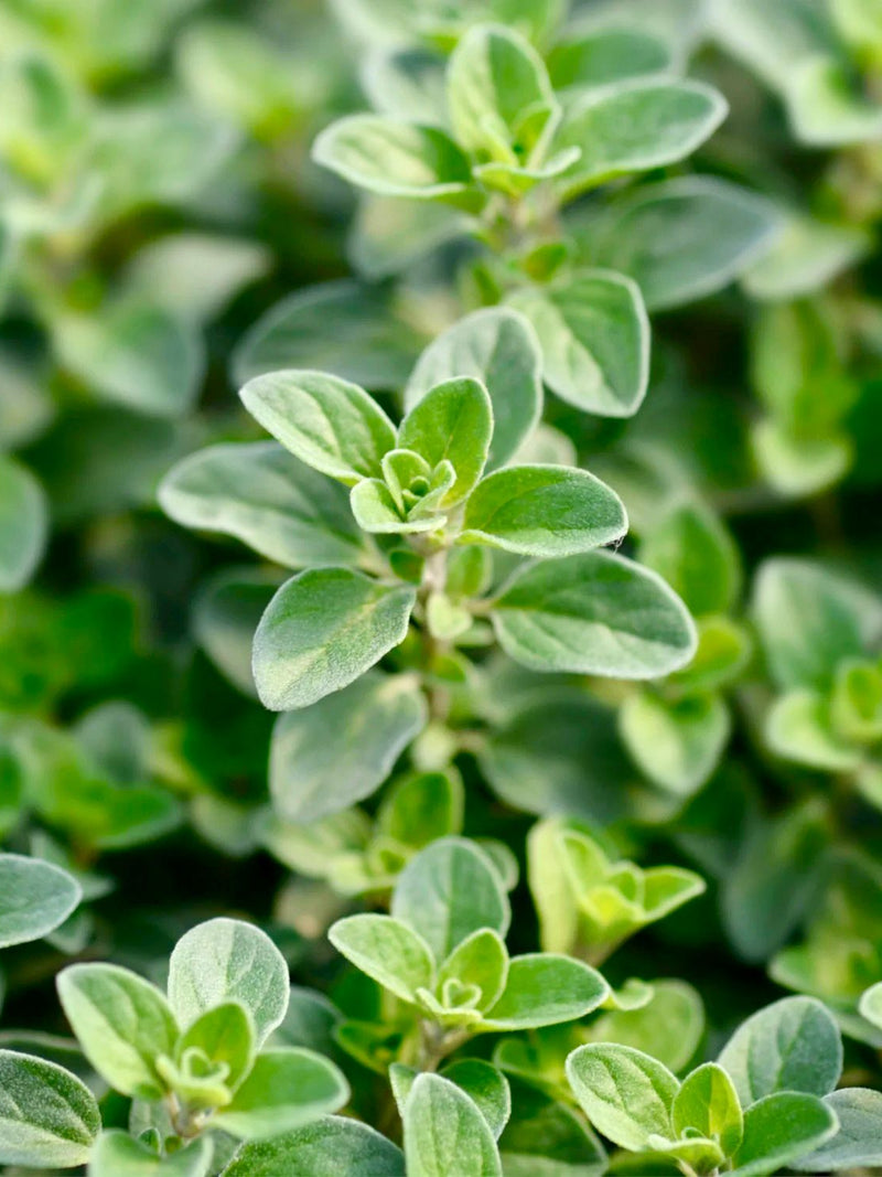 ORGANIC SWEET MARJORAM SEEDLING <br>شتلات المردقوش العضوية