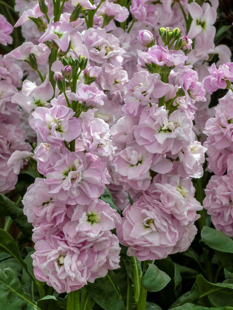 LIGHT PINK STOCK FLOWER SEEDLING <br>شتلات زهور الستوك الوردية الفاتحة