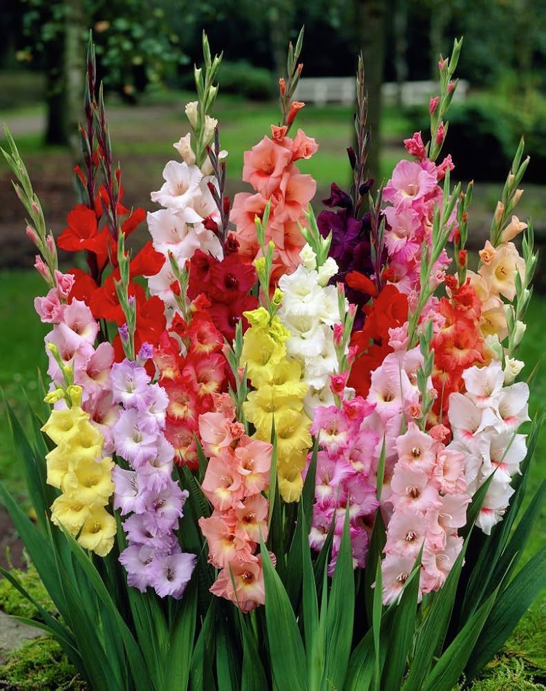 MIXED GLADIOLUS FLOWER BULBS <br> أبصال زهور الجلاديولس المشكلة