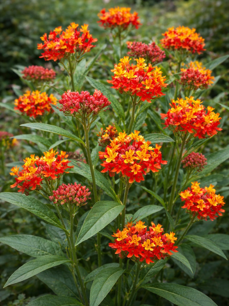 ASCLEPIAS RED BUTTERFLY FLOWER SEEDLING <br> شتلات زهور اسكليبياس الفراشات الحمراء