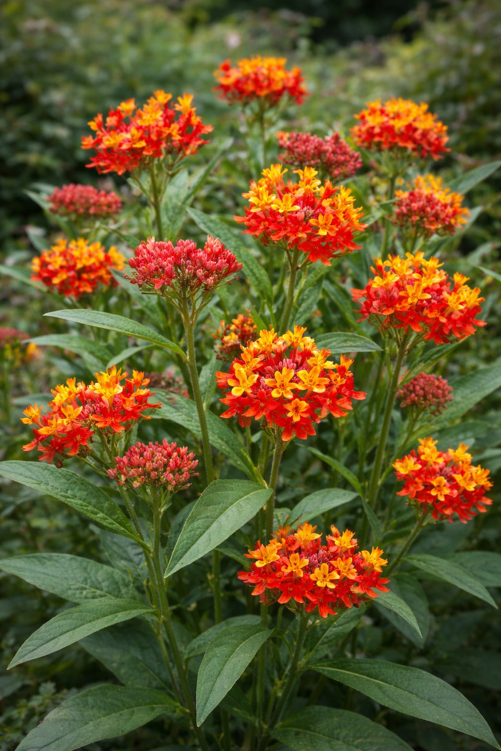 ASCLEPIAS RED BUTTERFLY FLOWER SEEDLING <br> شتلات زهور اسكليبياس الفراشات الحمراء