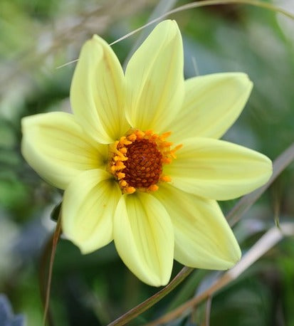 DHALIA YELLOW FLOWER SEEDLING<br>شتلات زهور الداليا الصفرا