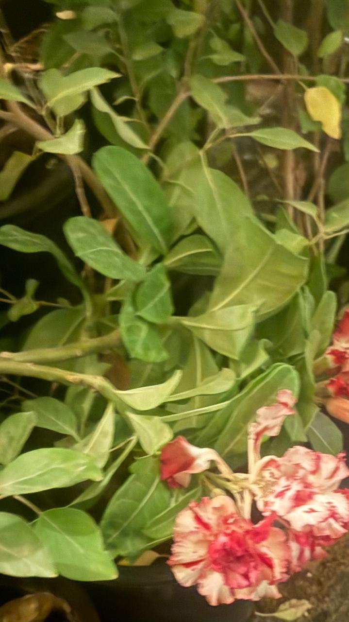 DESERT ROSE PLANT