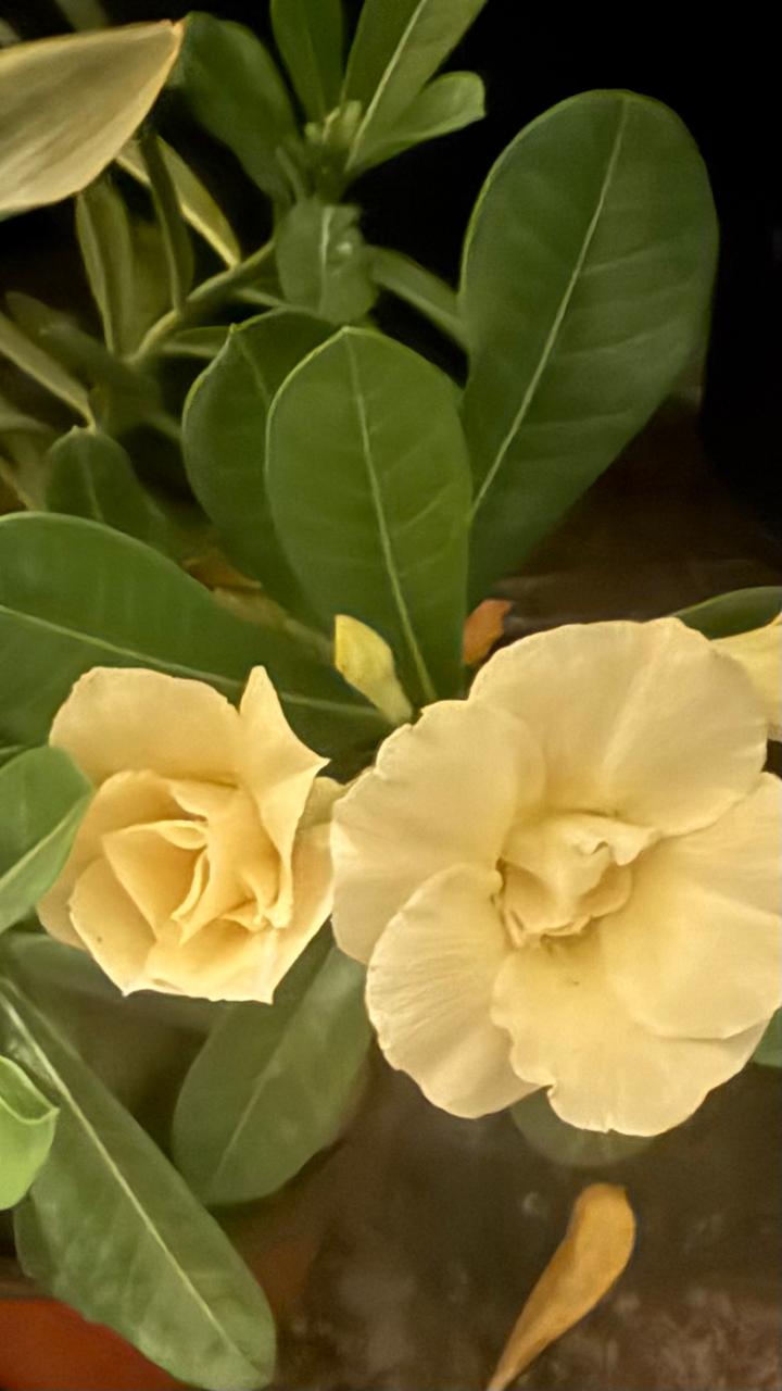 DESERT ROSE PLANT