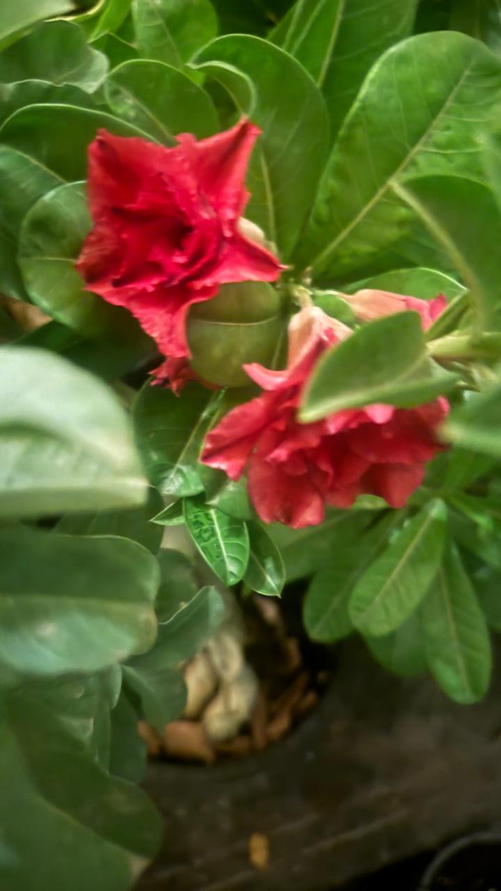 DESERT ROSE PLANT