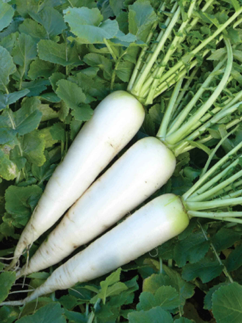 ORGANIC WHITE RADISH SEEDLING <br> شتلات الفجل الأبيض العضوية