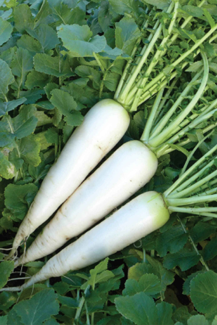 ORGANIC WHITE RADISH SEEDLING <br> شتلات الفجل الأبيض العضوية
