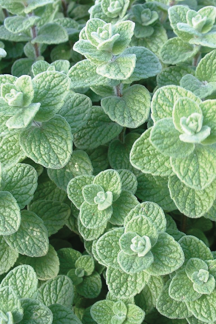 ORGANIC JORDANIAN ZAATAR SEEDLING<br> شتلات زعتر أردني العضوية