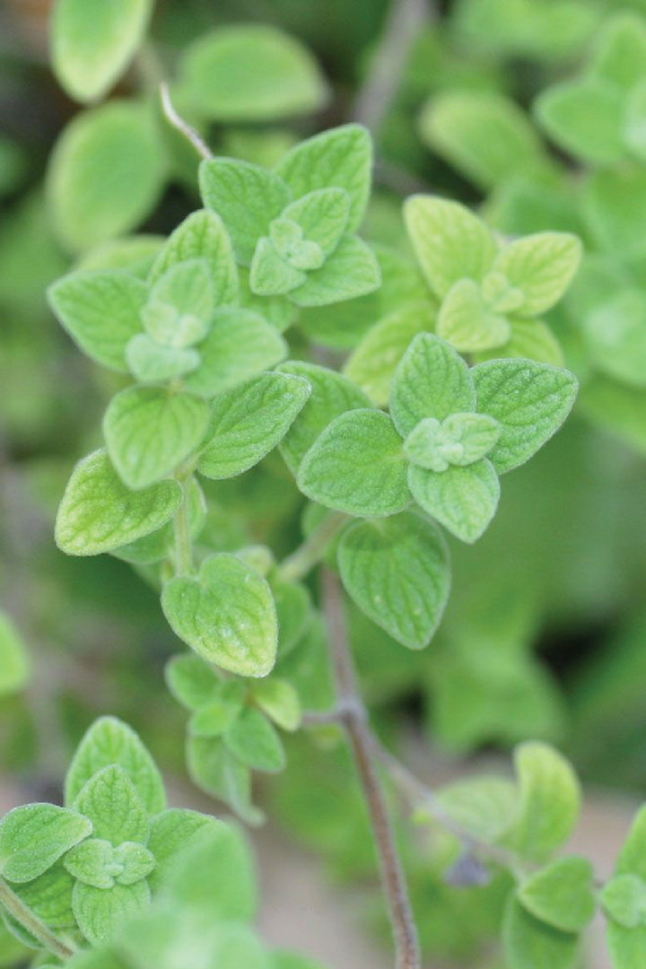 ORGANIC JORDANIAN ZAATAR SEEDLING<br> شتلات زعتر أردني العضوية