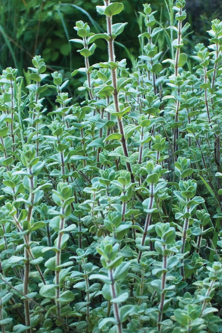 ORGANIC JORDANIAN ZAATAR SEEDLING<br> شتلات زعتر أردني العضوية