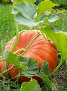 ORGANIC MUSCADE PROVENCE PUMPKIN SEEDLING