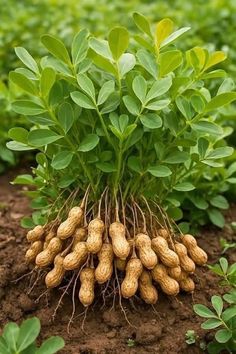 ORGANIC PEANUT SEEDLING <br>شتلات الفول السوداني العضوية