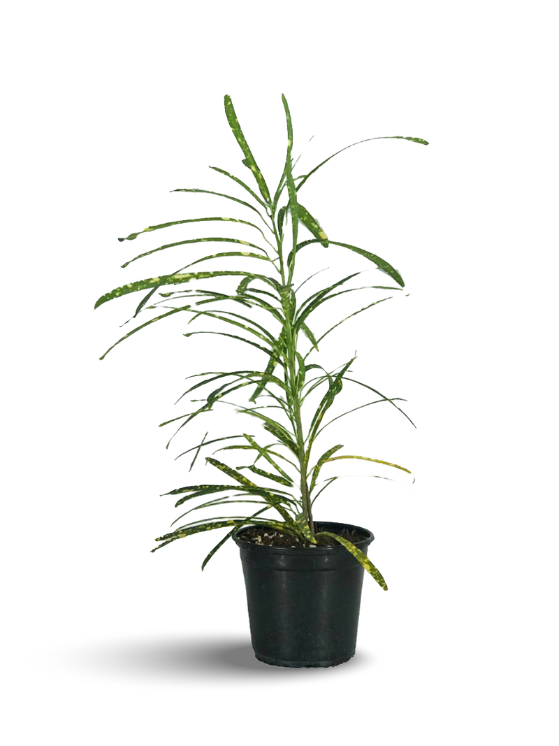 Croton Live Plant 