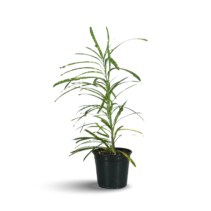 Croton Live Plant 