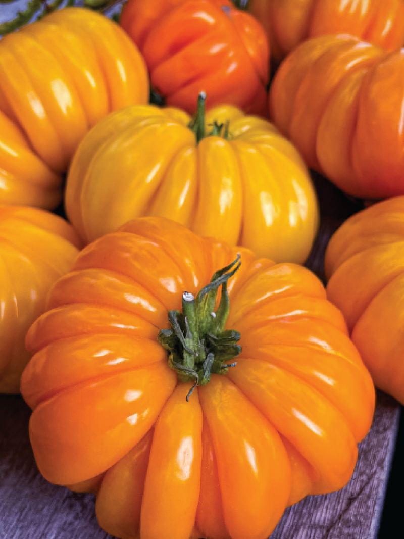 ORGANIC TOMATO ORANGE ACCORDION SEEDLING<br> شتلات الطماطم العضوية الأكورديون