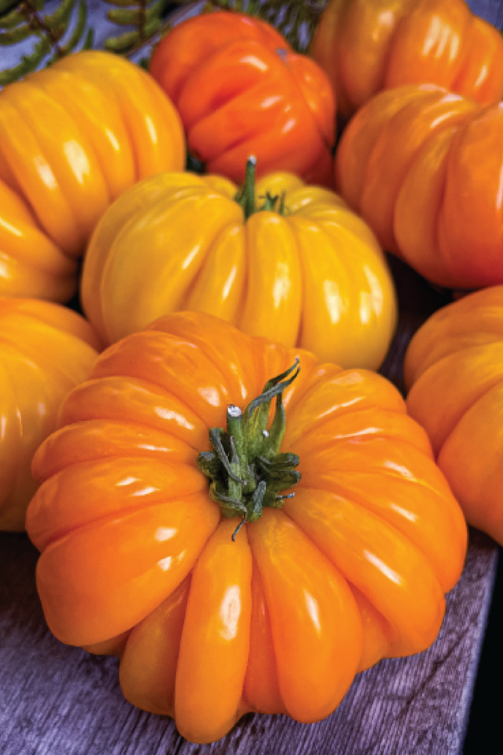 ORGANIC TOMATO ORANGE ACCORDION SEEDLING<br> شتلات الطماطم العضوية الأكورديون