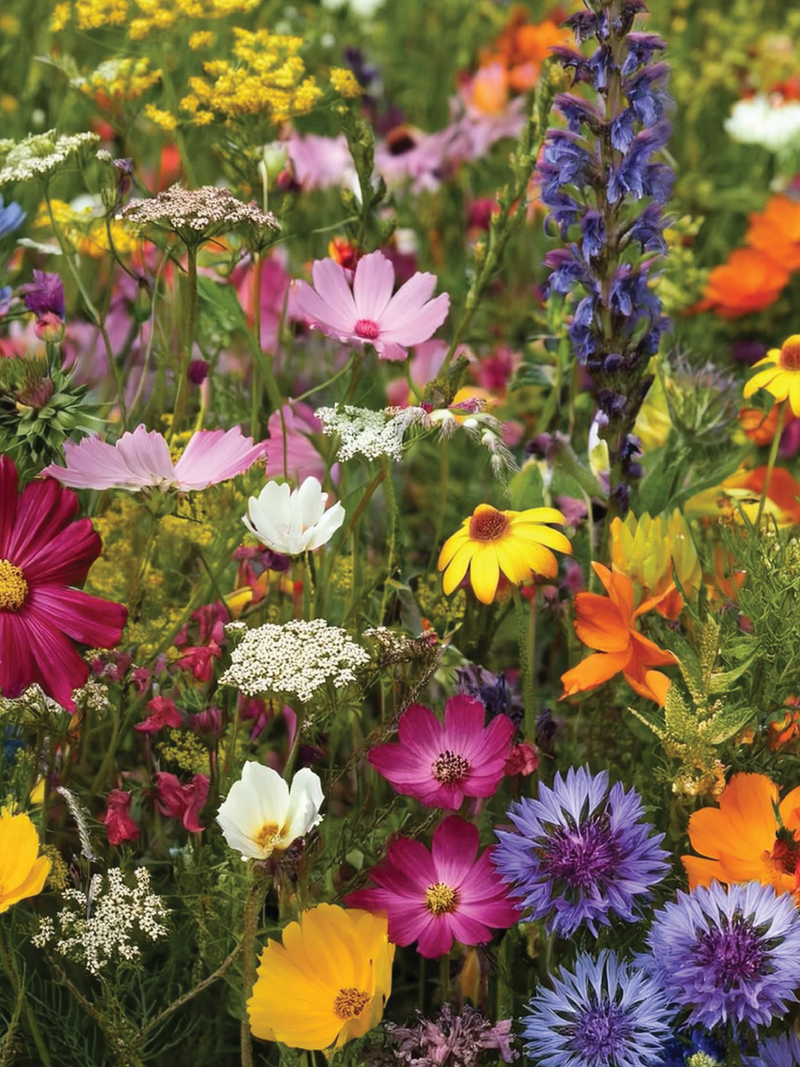 WILDFLOWER BLEND SEEDS <br> بذور الزهور البرية