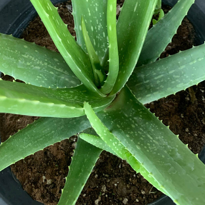 ALOE VERA - ALOE VERA PLANT - OUTDOOR PLANT