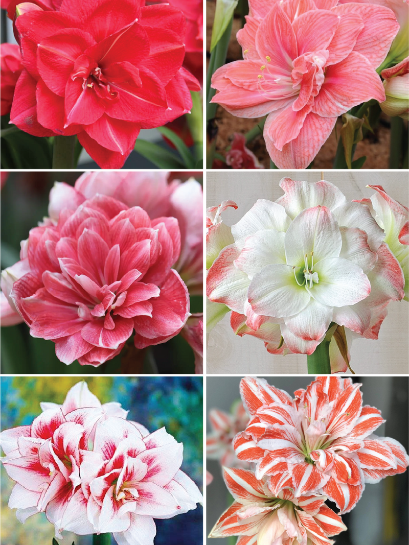 AMARYLLIS MIX FLOWER BULBS<br>أبصال أمارلس مكس
