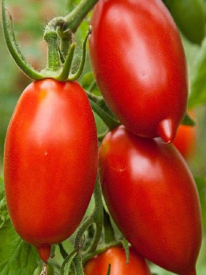TOMATO AMISH PASTE SEEDS