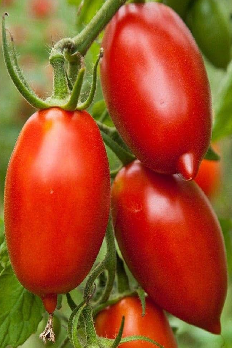 ORGANIC AMISH PASTE TOMATO SEEDLING
