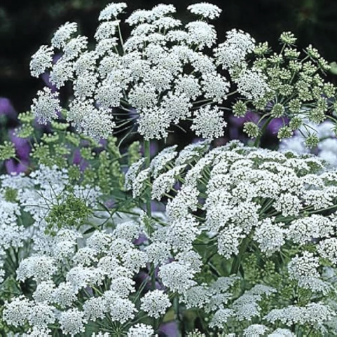 AMMI FLOWER SEEDLING <br>شتلات زهور الأمي