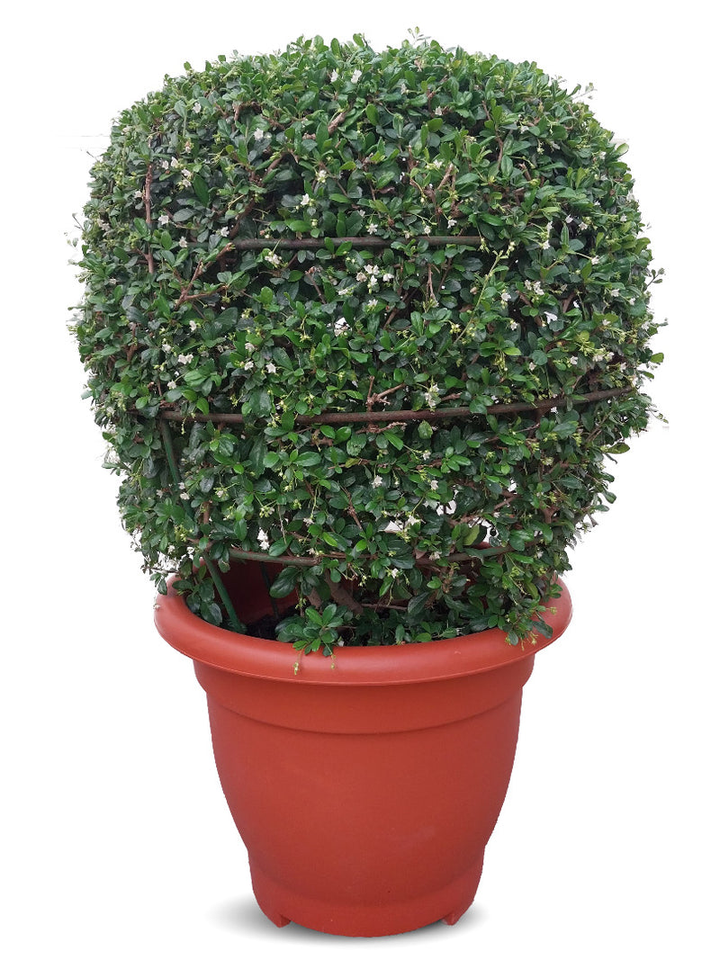 Ehretia Ball Plant | Shaped Outdoor Plants 
