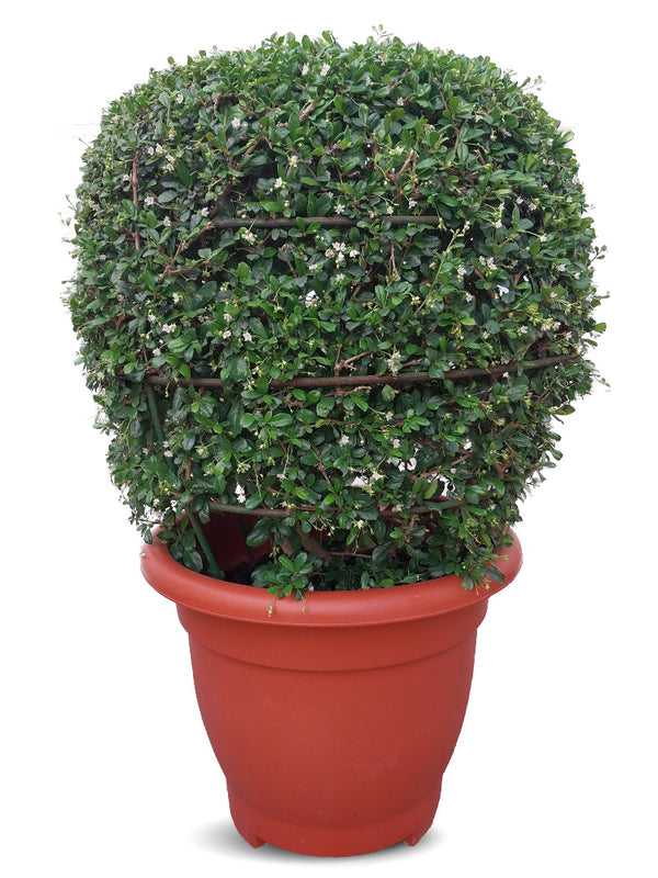 Ehretia Ball Plant | Shaped Outdoor Plants 