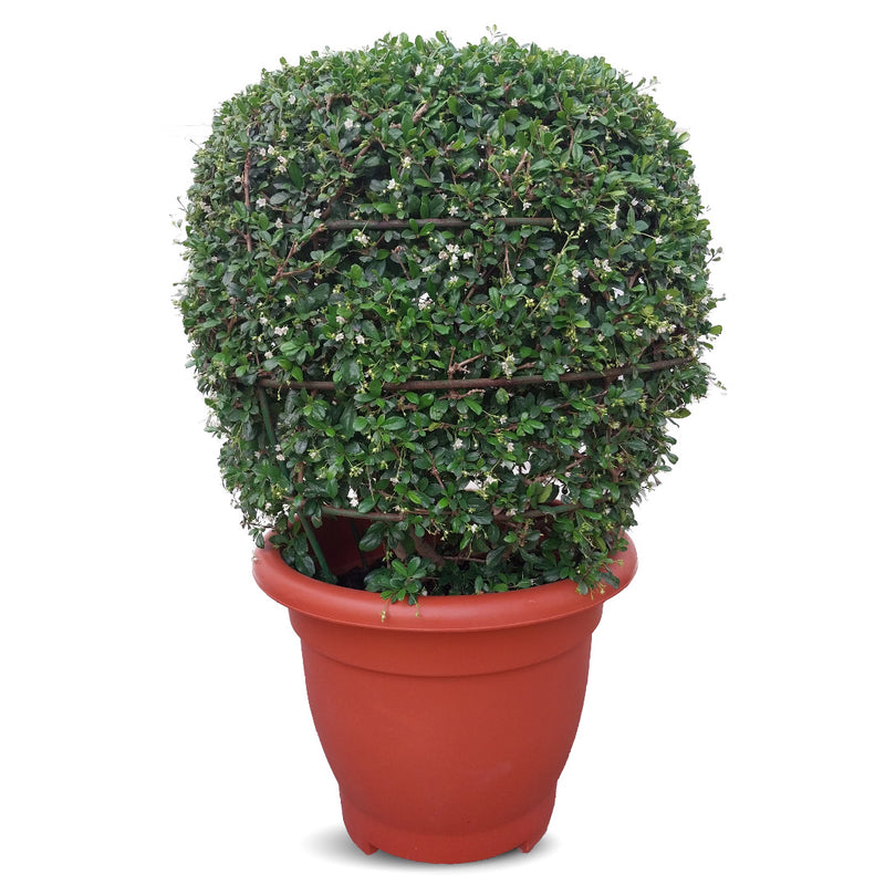 Ehretia Ball Plant | Shaped Outdoor Plants 