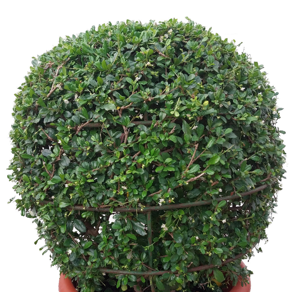 Shaped Outdoor Plants 