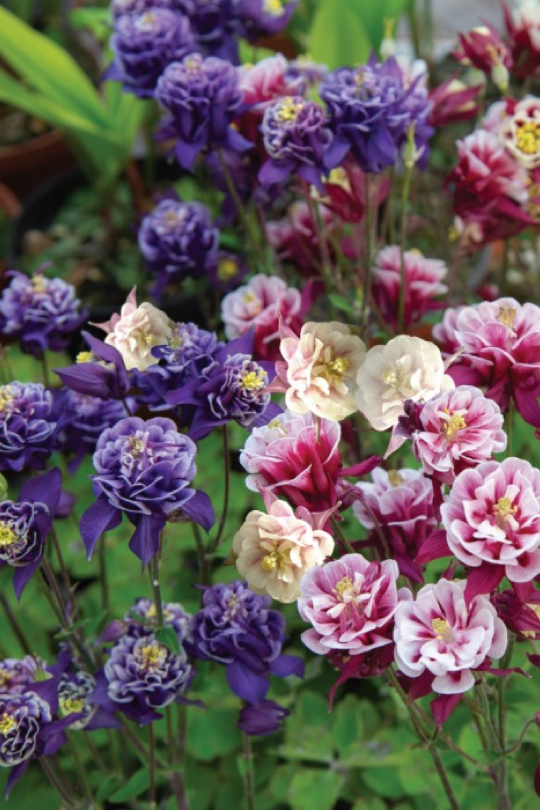 AQUILEGIA MIX SEEDS