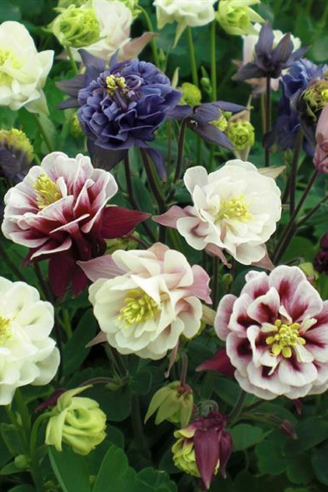 AQUILEGIA MIX SEEDS