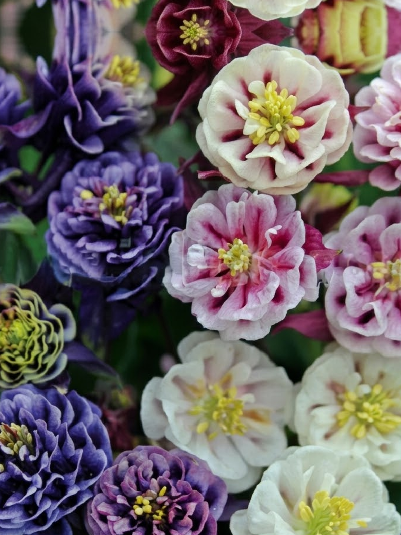 AQUILEGIA MIX SEEDS