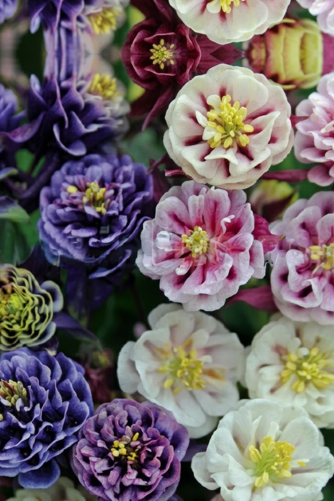 AQUILEGIA MIX SEEDS