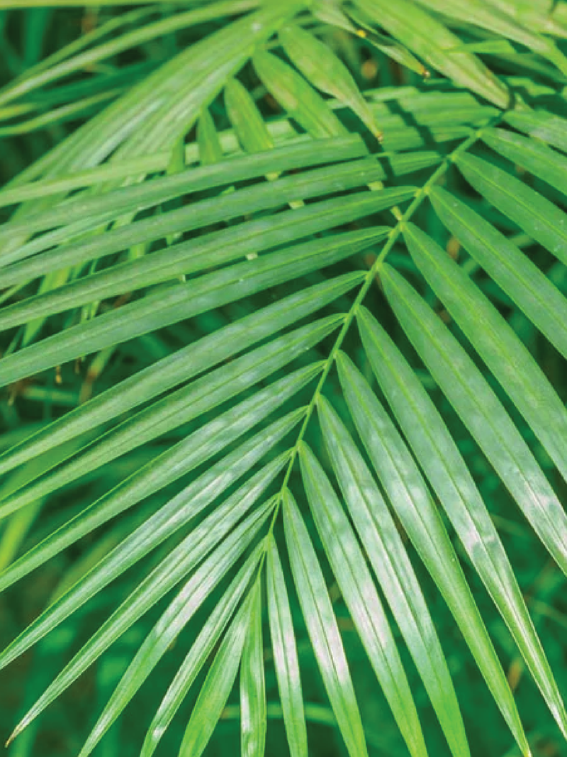ARECA PALM PLANT - Plantology Lab Trading