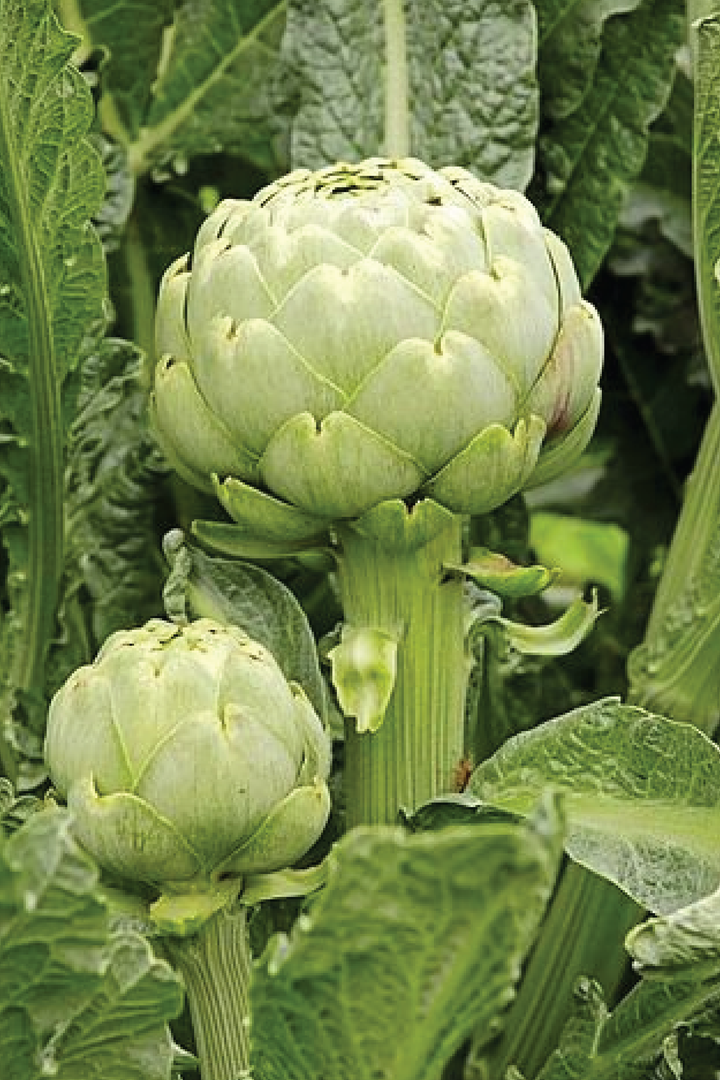 IMPERIAL STAR ARTICHOKE SEEDS <br> بذور الخرشوف امبيريال ستار