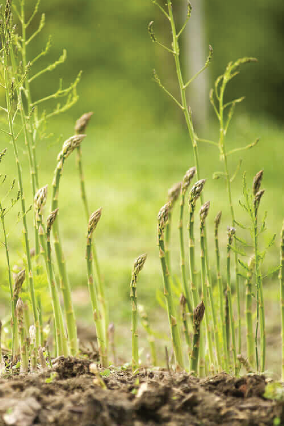 ASPARAGUS SEEDS <br> بذور الهليون