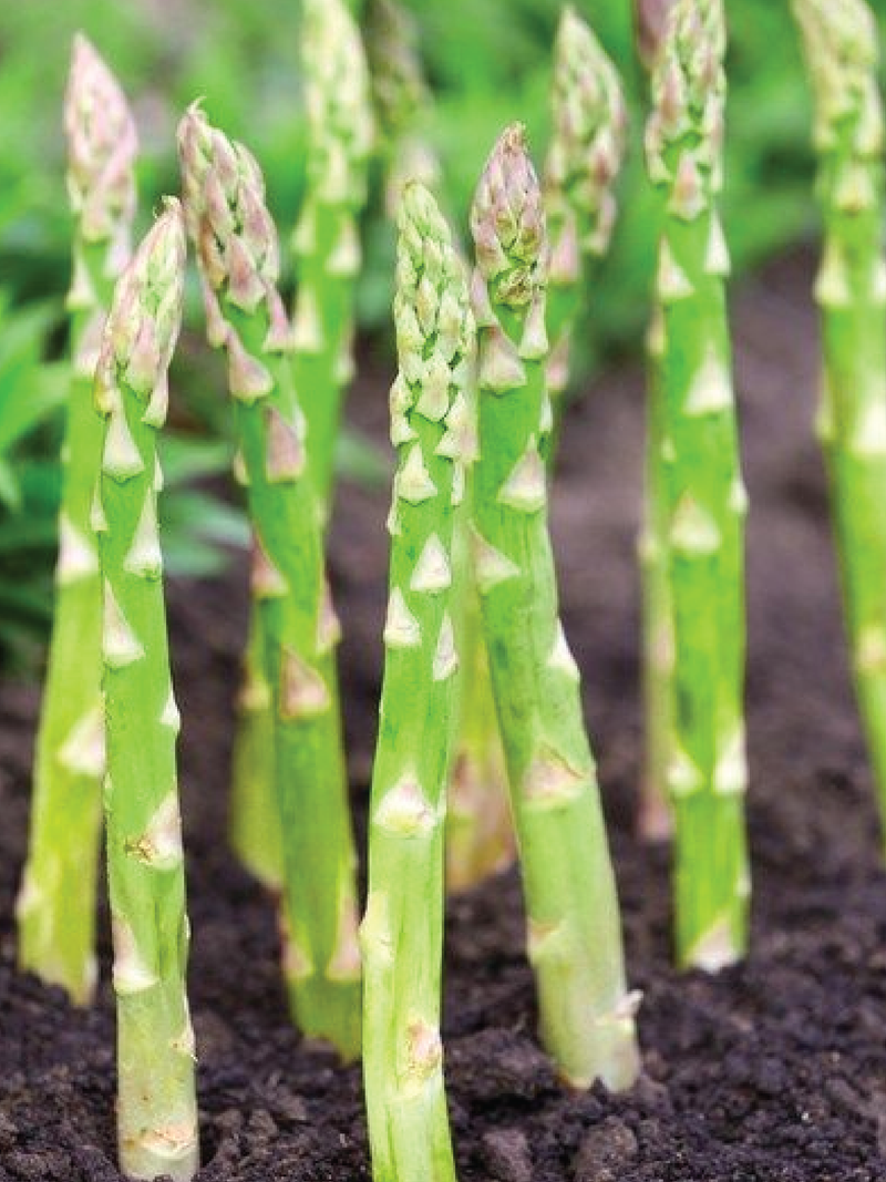 ASPARAGUS SEEDS <br> بذور الهليون