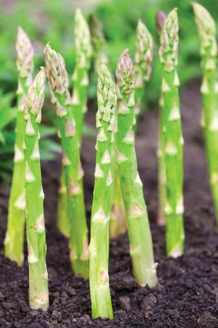 ASPARAGUS SEEDS <br> بذور الهليون