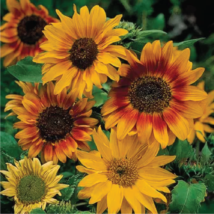 ASSORTED SUNFLOWER SEEDS <br>تشكيلة دوار الشمس